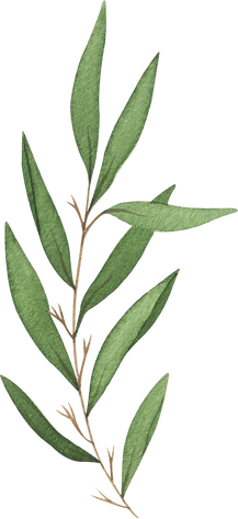 Watercolor green branch illustration